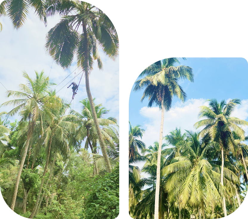 Sweet Sap Ancients collage visual