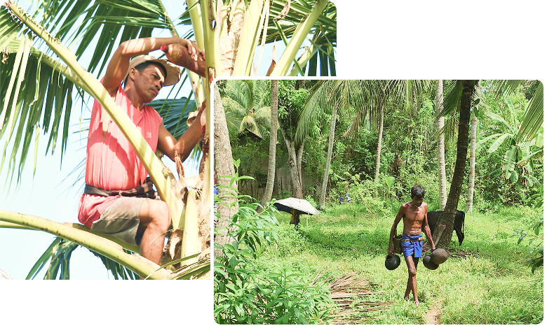 Traditional coconut sap tapping and coconut farming