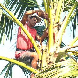 Fresh sap collection from coconut blossom